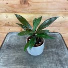 Wonderful Hoya Royal Hawaiian with Splash Garden Plant