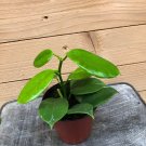 Wonderful Hoya Ruthie Garden Plant