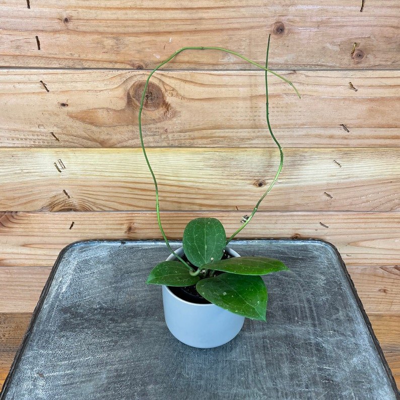 Wonderful Hoya SP BP01 Garden Plant