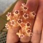 Wonderful Hoya SP BP01 Garden Plant