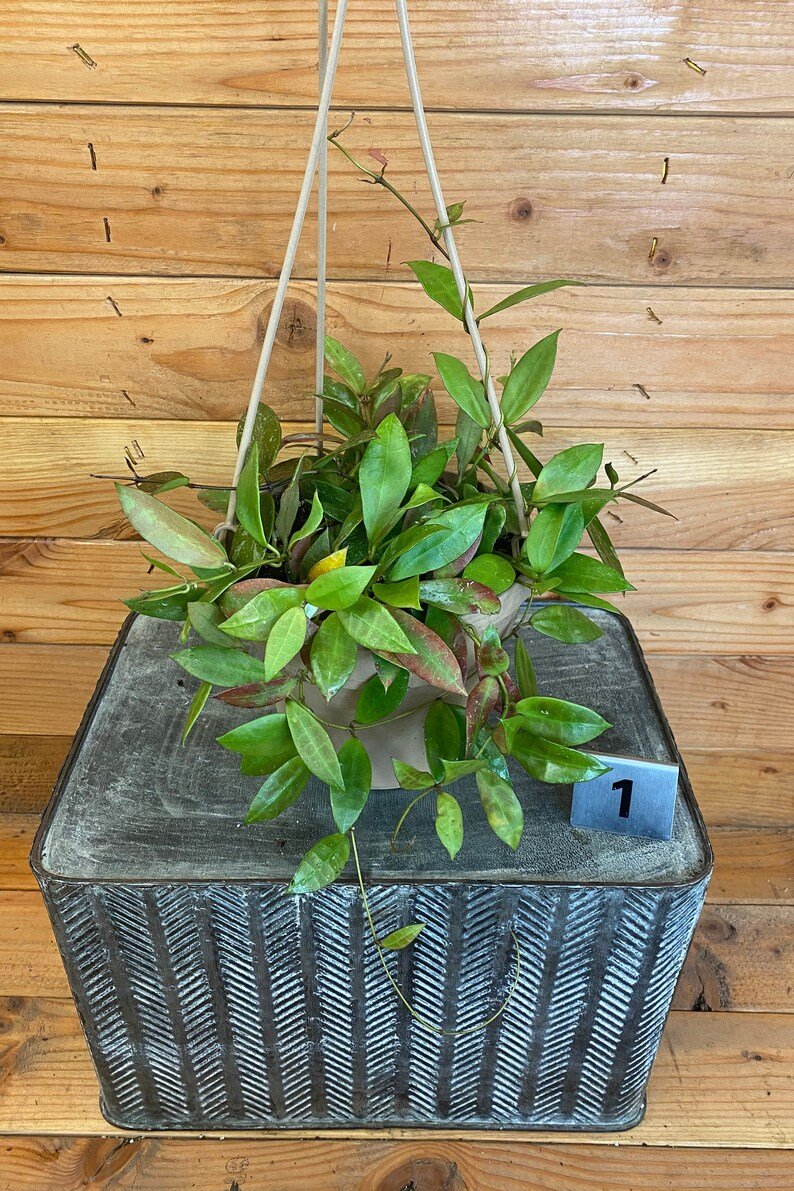 Wonderful Hoya Walliniana Variegated Gracilis Mixed Garden Plant