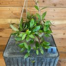 Wonderful Hoya Walliniana Variegated Gracilis Mixed Garden Plant