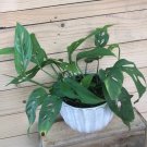 Wonderful Monstera Adansonii Swiss Cheese Vine Garden Plant