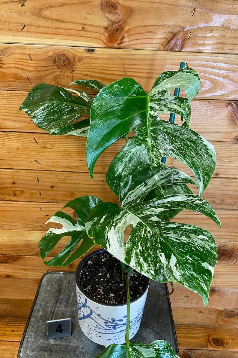Wonderful Monstera Borsigiana Albo Garden Plant