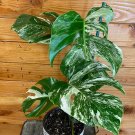 Wonderful Monstera Borsigiana Albo Garden Plant
