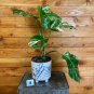 Wonderful Monstera Borsigiana Albo Garden Plant