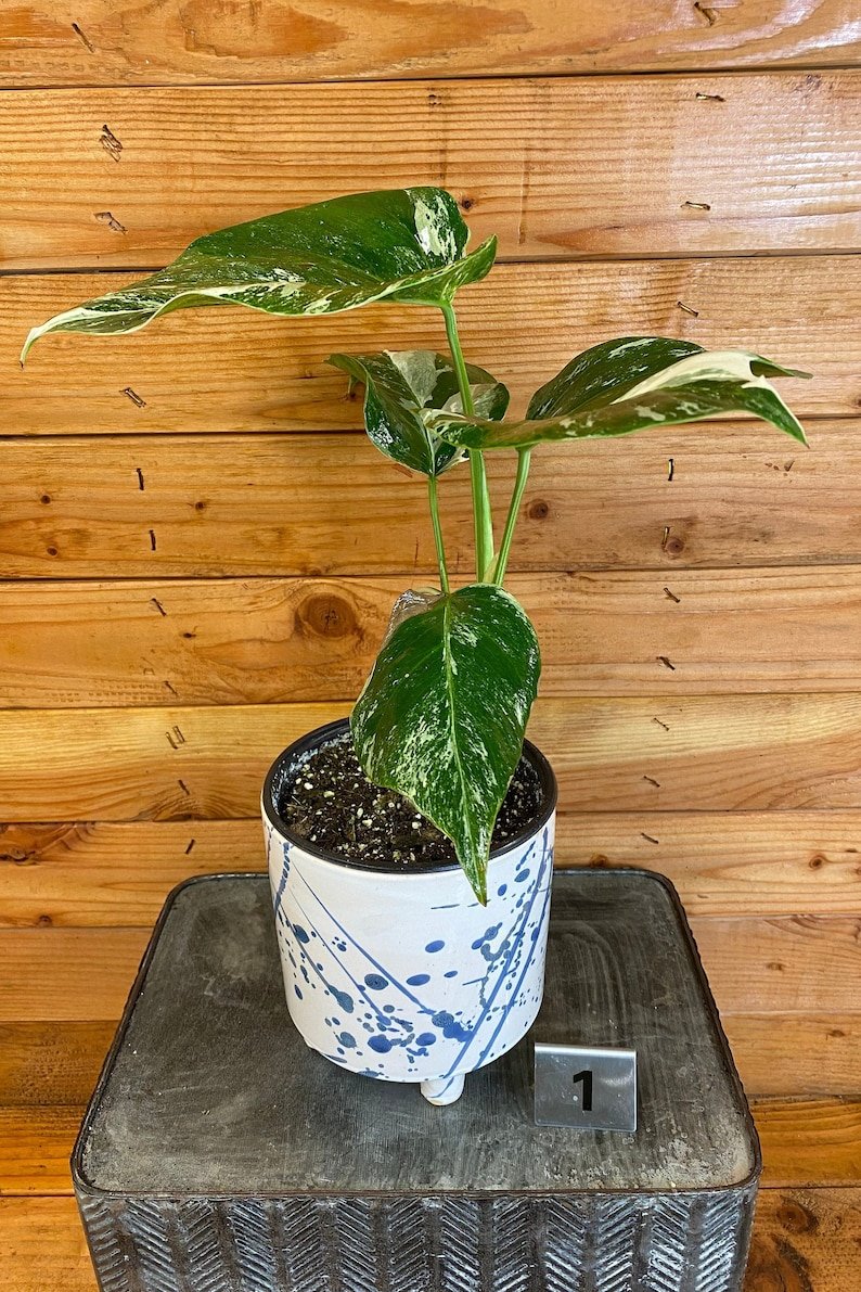 Wonderful Monstera Deliciosa Albo Garden Plant