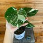 Wonderful Monstera Deliciosa Albo Garden Plant