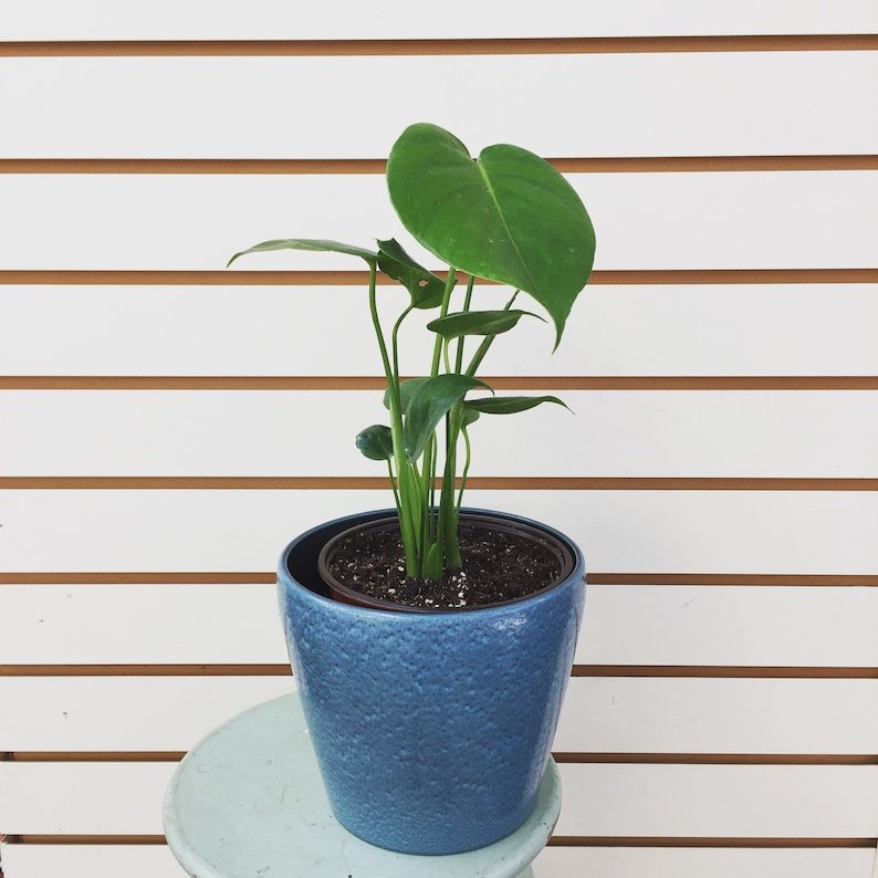 Wonderful Monstera Deliciosa Split Leaf Garden Plant