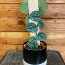 Wonderful Monstera Dubia Garden Plant