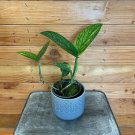 Wonderful Monstera Karstenianum Peru Garden Plant