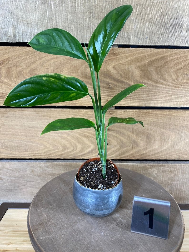 Wonderful Monstera Obliqua Bolivian Form Garden Plant