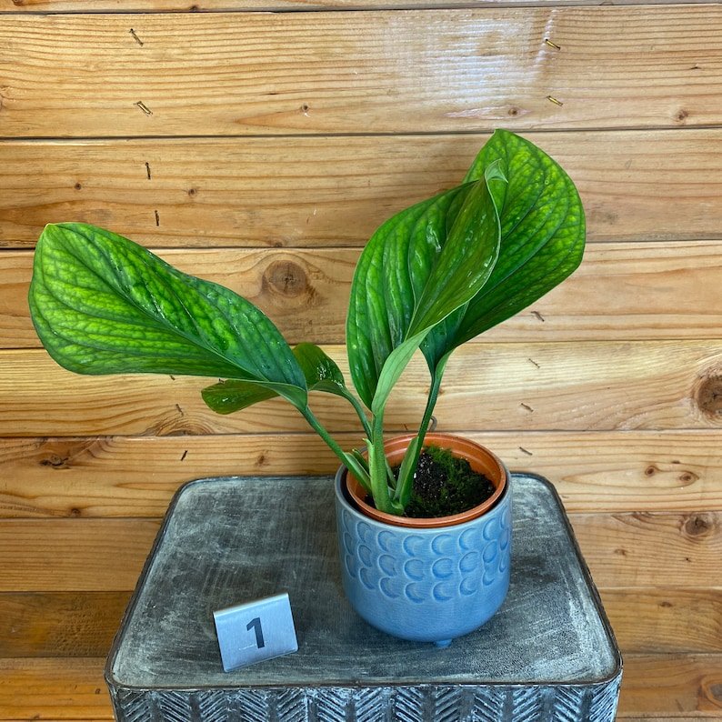 Wonderful Monstera Pinnatipartita Garden Plant