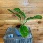 Wonderful Monstera Pinnatipartita Garden Plant