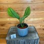 Wonderful Monstera Pinnatipartita Garden Plant