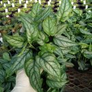Wonderful Monstera Siltepecana Garden Plant