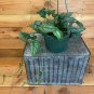 Wonderful Monstera Siltepecana Garden Plant