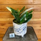 Wonderful Monstera standleyana Albo Variegata Garden Plant