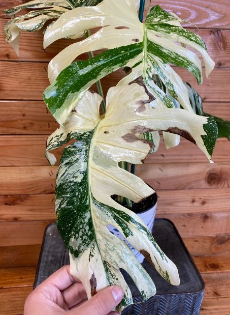 Wonderful Monstera Thai Constellation Cr&Atilde;&uml;me Br&Atilde;&raquo;l&Atilde;&copy;e Garden Plant