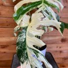 Wonderful Monstera Thai Constellation Crème Brûlée Garden Plant
