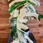 Wonderful Monstera Thai Constellation Crème Brûlée Garden Plant