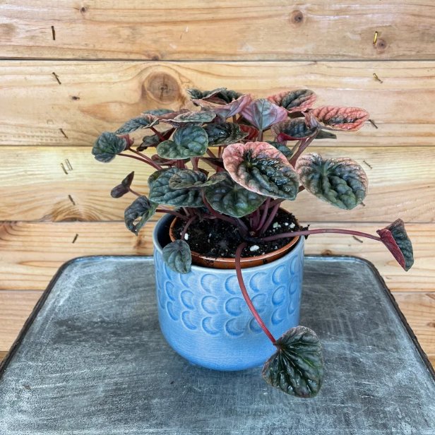Wonderful Peperomia Abricos Garden Plant
