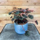 Wonderful Peperomia Abricos Garden Plant