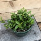 Wonderful Peperomia Angulata Garden Plant