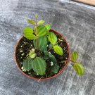 Wonderful Peperomia Beetle Garden Plant