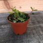 Wonderful Peperomia Beetle Garden Plant