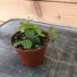 Wonderful Peperomia Beetle Garden Plant