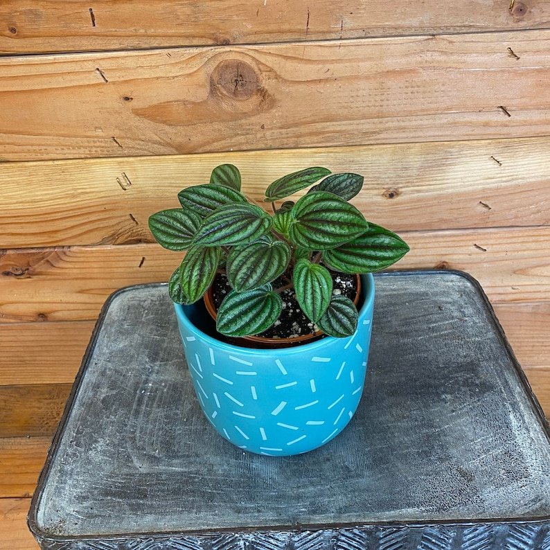 Wonderful Peperomia Fuzzy Mystery Garden Plant