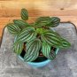 Wonderful Peperomia Fuzzy Mystery Garden Plant
