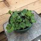 Wonderful Peperomia Hope Garden Plant