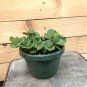 Wonderful Peperomia Hope Garden Plant