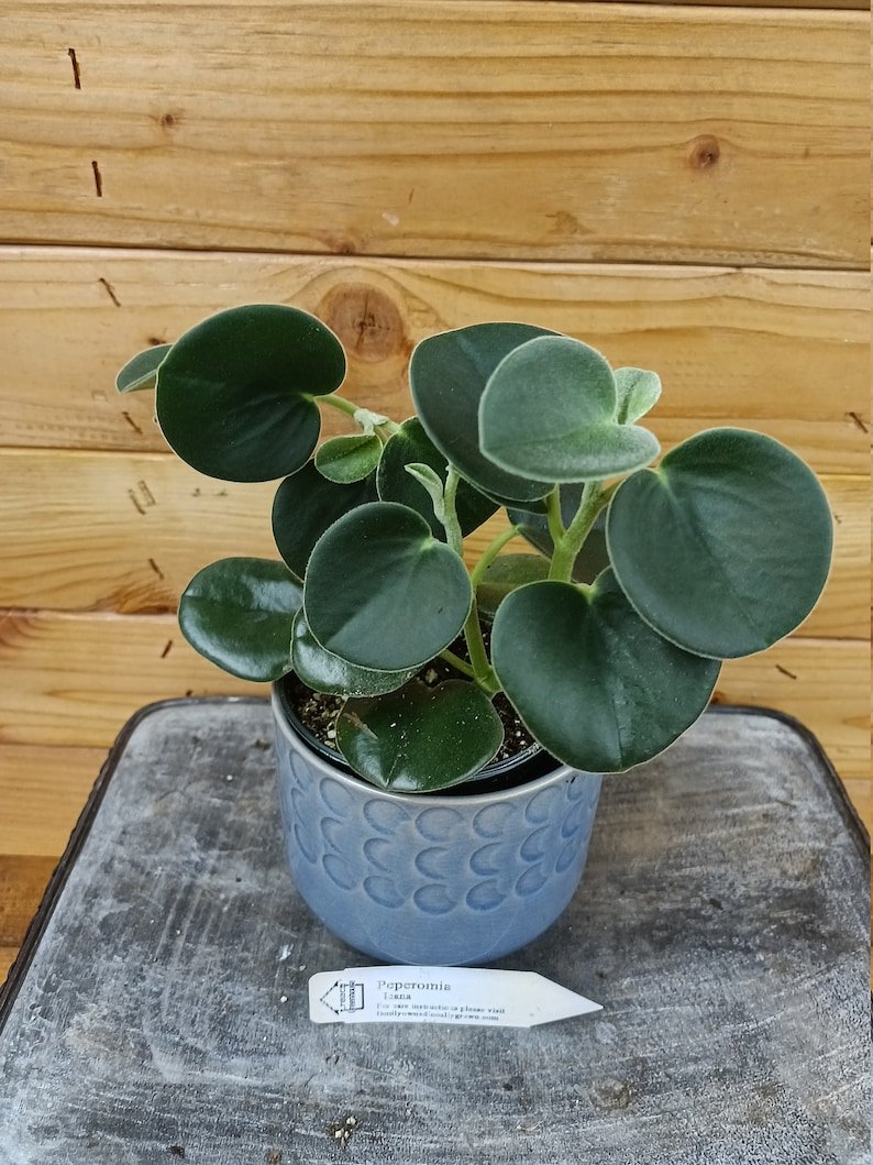Wonderful Peperomia Incana Garden Plant
