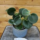 Wonderful Peperomia Incana Garden Plant