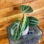 Wonderful Peperomia Maculosa Garden Plant