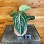 Wonderful Peperomia Maculosa Garden Plant