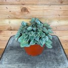 Wonderful Peperomia Napoli Night Garden Plant