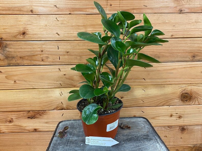 Wonderful Peperomia Obtusifolia Lemon Lime Garden Plant