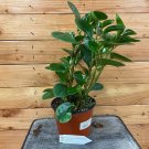 Wonderful Peperomia Obtusifolia Lemon Lime Garden Plant