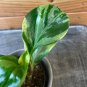 Wonderful Peperomia Obtusifolia Marble Garden Plant