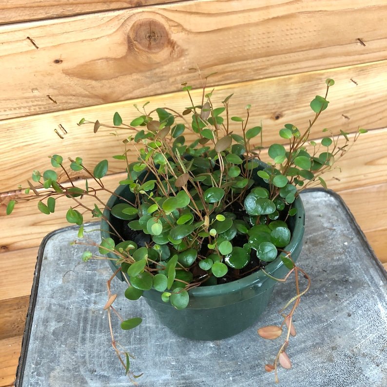 Wonderful Peperomia Pepperspot Garden Plant