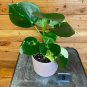 Wonderful Peperomia Polybotrya Raindrop Aurea Garden Plant