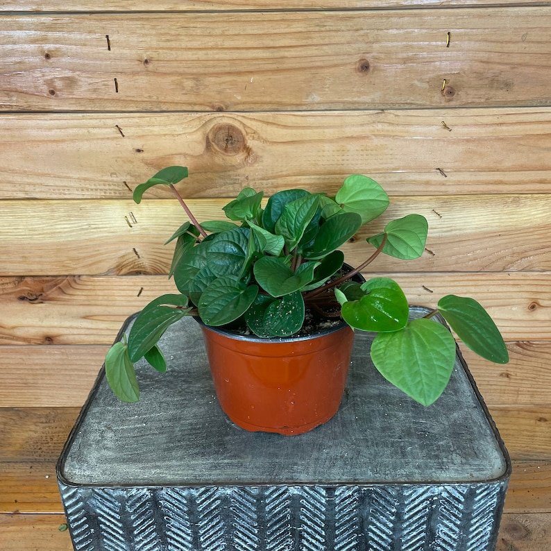 Wonderful Peperomia Rana Verde Garden Plant