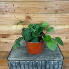 Wonderful Peperomia Rana Verde Garden Plant