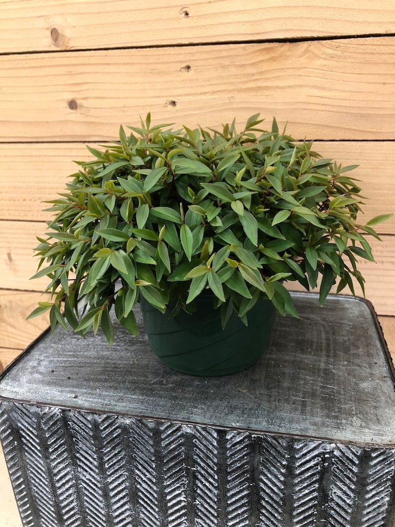 Wonderful Peperomia Trinervula Mini Garden Plant