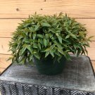 Wonderful Peperomia Trinervula Mini Garden Plant