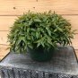 Wonderful Peperomia Trinervula Mini Garden Plant